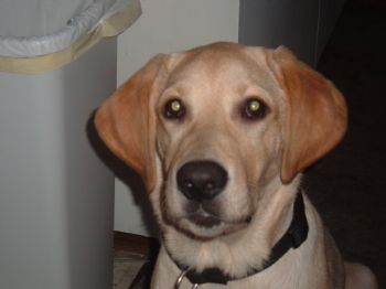 Mac17 profile photo