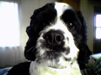 Geminiboy profile photo