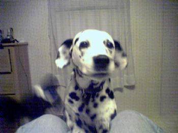 Geminiboy profile photo