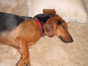 justagirlaz2 profile photo