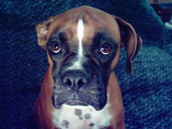 kmpippin1 profile photo