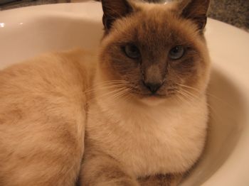 ShanShan profile photo