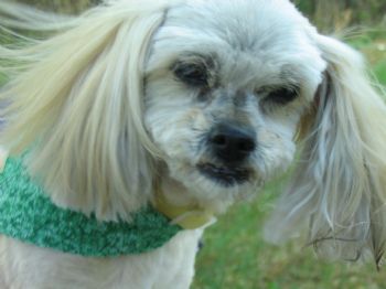 ShanShan profile photo