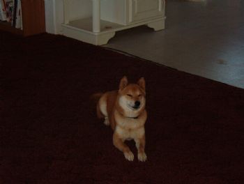 windspirt profile photo