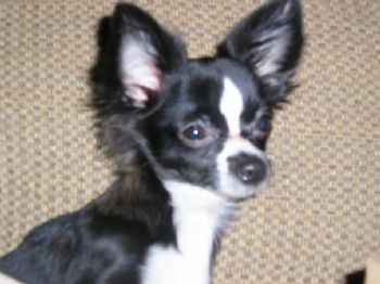 swtkat311 profile photo