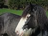 hopalong profile photo
