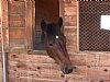 Got Horses? profile photo
