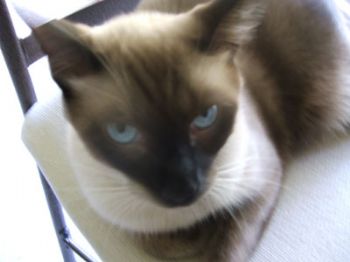 Messimers profile photo