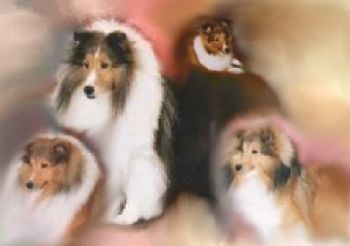 Shltlvr profile photo