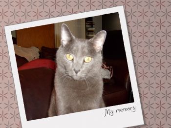 Czekis profile photo