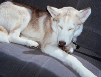 Breck profile photo