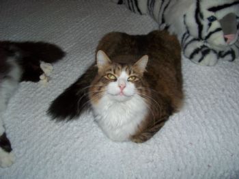 Icucicu profile photo