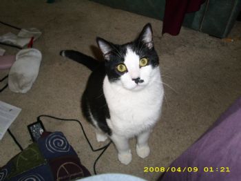 Kattface profile photo