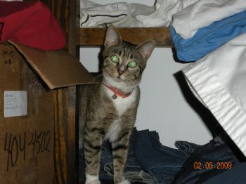Kattface profile photo
