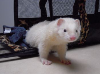 Lareina profile photo