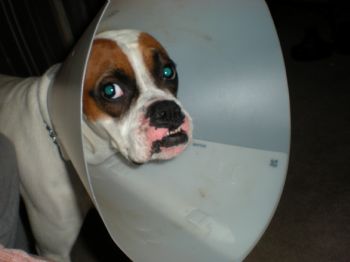 Tzamy profile photo