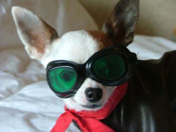 Galluchgirl profile photo