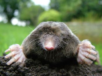 Chesterton profile photo