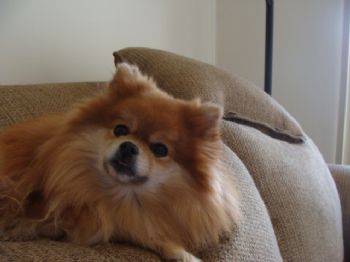 Cherokeelady profile photo