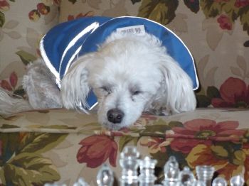 Puppyloveadv profile photo