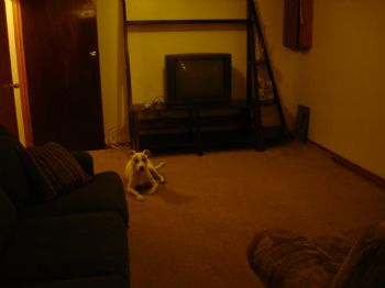 Twodogs profile photo