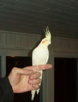 Seabhac profile photo