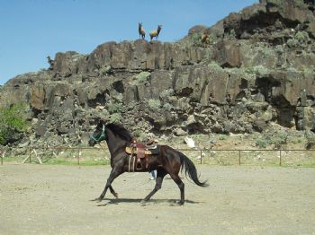 Idahohorses profile photo