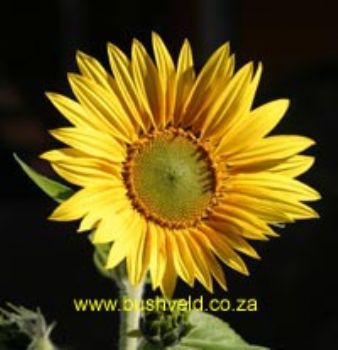 Blossomracer profile photo