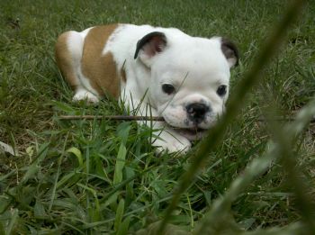 Bulldogluv profile photo
