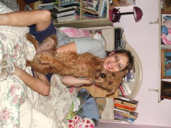 Irishterrier profile photo