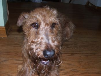 Irishterrier profile photo