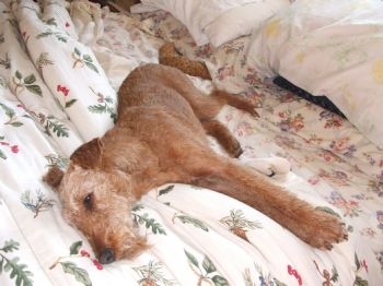 Irishterrier profile photo