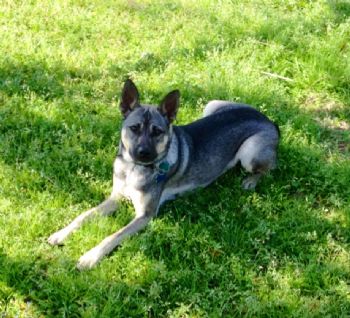 Gestur01 profile photo
