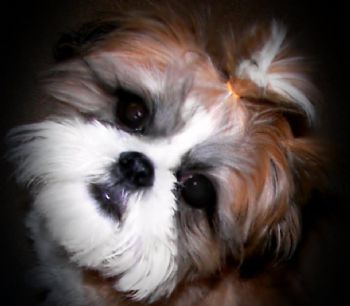 Jujubee85 profile photo