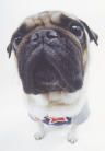 Ziggy profile photo