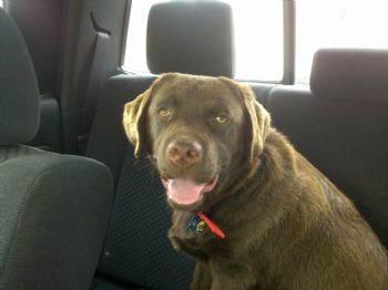 Orson profile photo