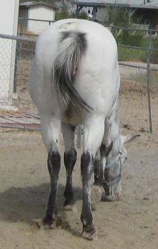 Spotsrus1 profile photo