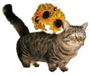 Economycato profile photo