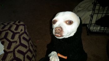 Iszy profile photo