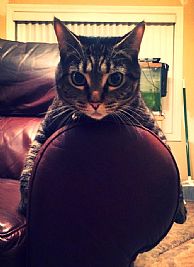 Jessicasimmons profile photo