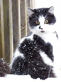 Lirparats profile photo