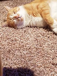 Scollopy profile photo