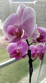 Nctoma profile photo