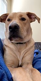 Blisner profile photo