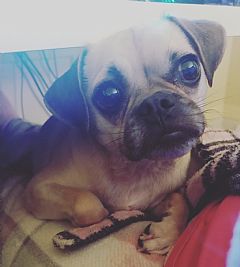 Pugglelove24 profile photo