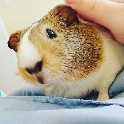Pugglelove24 profile photo