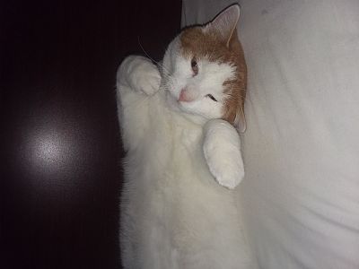 Nikademus profile photo