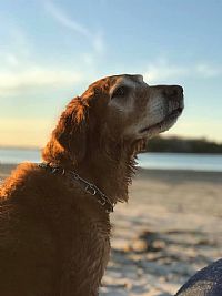Sunfirerug profile photo
