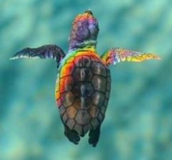Turtle321 profile photo