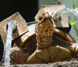 Turtle321 profile photo